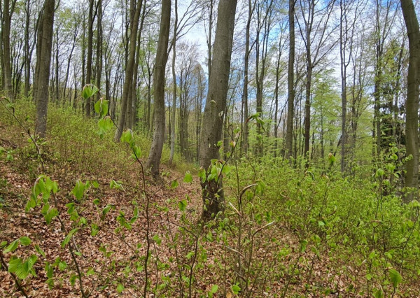 Na predaj pozemok v Trenčianskych Tepliciach vhodný na stavbu chatky alebo montovaného domu